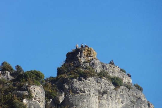 les copains du boffi