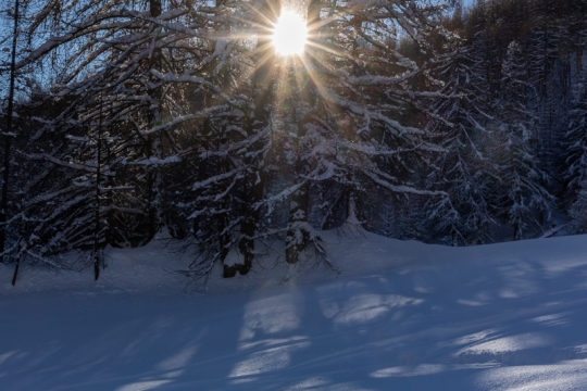 arbre neige fraiche